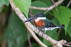 Green Kingfisher